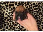 Boxer Puppy for Sale - Adoption, Rescue