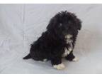 Havanese Puppy for Sale - Adoption, Rescue