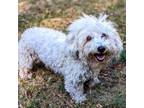 Adopt Cody a Bichon Frise