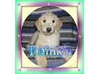 Twinkie Female Cream Mini Poodle Mix 250.00 Text [phone removed] (new Pic...