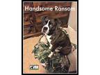 Ransom Boxer Adult - Adoption, Rescue