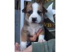 Bowie German Shepherd Dog Baby - Adoption, Rescue