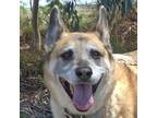 Dexter T. German Shepherd Dog Senior - Adoption, Rescue