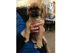 DIXIE Pug Baby - Adoption, Rescue