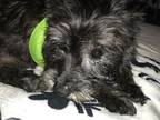 Jackson Scottish Terrier Scottie Senior - Adoption, Rescue