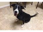 Graves American Staffordshire Terrier Adult - Adoption, Rescue