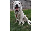 Becca Labrador Retriever Adult - Adoption, Rescue