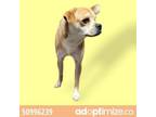 Adopt 50996239 a Pug, Mixed Breed