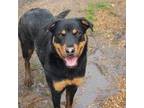 Amie Rottweiler Young - Adoption, Rescue