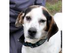 Buford Beagle Senior - Adoption, Rescue