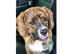 Tigger Beagle Young - Adoption, Rescue