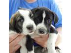 Puppies! Border Collie Baby - Adoption, Rescue