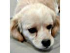 Cash-ADOPTION PENDING Cavalier King Charles Spaniel Young - Adoption, Rescue