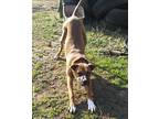 Brutus Boxer Adult Male