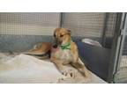 Suri Greyhound Adult - Adoption, Rescue