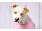 MINDY Pit Bull Terrier Adult Female