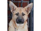 Amber von Faith German Shepherd Dog Baby - Adoption, Rescue