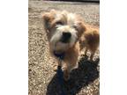 Yogi Cairn Terrier Young - Adoption, Rescue