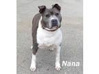 Nana American Staffordshire Terrier Senior - Adoption, Rescue