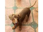 Luca in Silicon Valley Dachshund Young - Adoption, Rescue
