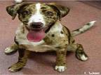 FLOPSEY Catahoula Leopard Dog Young Male