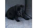 Adopt Bailey a Labrador Retriever
