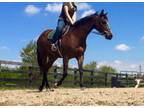 Justa Rollin' On Thoroughbred Adult - Adoption, Rescue