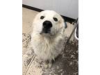 Bumble Great Pyrenees Adult Male
