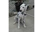 Ricky-seeking sponsors only Dalmatian Young Male