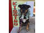 Adopt Roscoe a Miniature Pinscher / Mixed dog in Denton, TX (35786671)