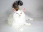 Adopt Queen a White Turkish Angora / Domestic Shorthair / Mixed cat in Kingston