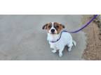 Adopt Jenner a Jack Russell Terrier