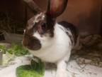 Adopt SNOWBALL a Bunny Rabbit