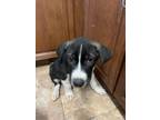 Adopt GREG a Border Collie, Rottweiler