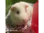 Adopt Bolt a Guinea Pig