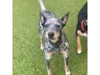 Adopt Nevada a Australian Cattle Dog / Blue Heeler