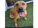 Adopt Candice a Mixed Breed