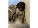 Adopt Sparkles a German Shorthaired Pointer, Mixed Breed