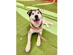 Adopt Malcolm a Alaskan Malamute, Siberian Husky