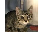 Adopt Snickerdoodle a Domestic Short Hair