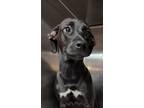 Adopt Owl a Labrador Retriever, Mixed Breed