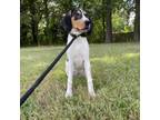Adopt Juniper a Treeing Walker Coonhound