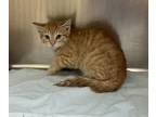 Adopt 46281 a Domestic Short Hair