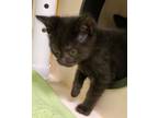 Adopt Stella a Domestic Short Hair