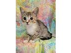Ginny Weasley Domestic Shorthair Kitten Female