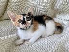 Bellatrix Lestrange Domestic Shorthair Kitten Female