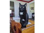 Adopt Chamberlain a Black (Mostly) American Shorthair / Mixed (medium coat) cat
