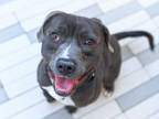 Adopt *HIPPO a Gray/Blue/Silver/Salt & Pepper Jack Russell Terrier / Mixed dog