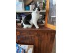 Adopt Leah a Black & White or Tuxedo Japanese Bobtail (short coat) cat in