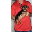 Oscar Yorkie, Yorkshire Terrier Puppy Male